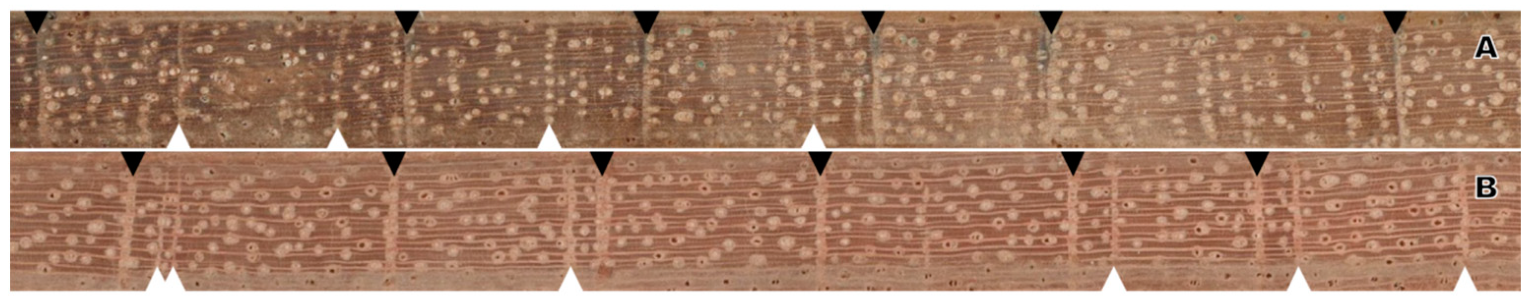 Forests 16 00289 g003