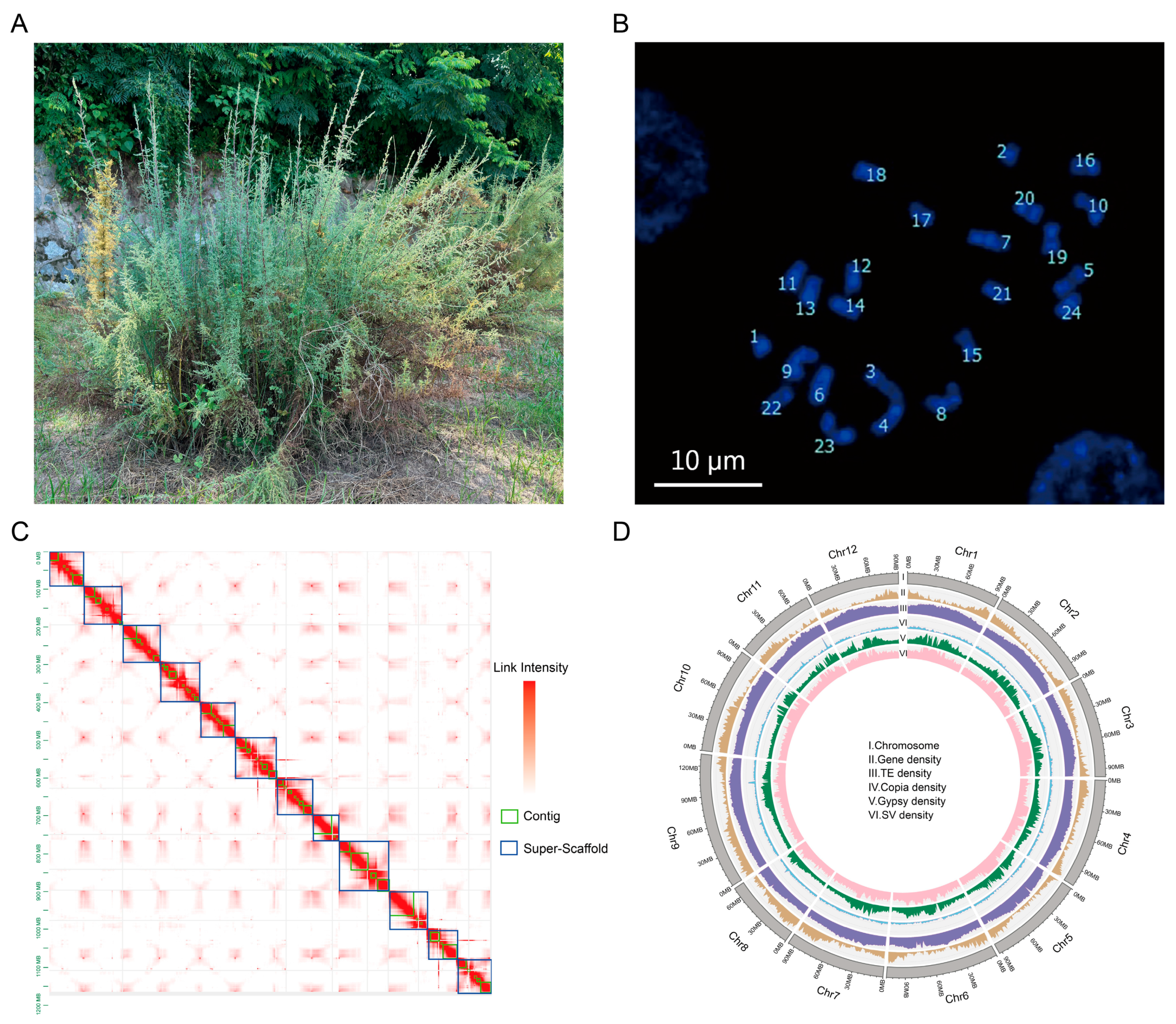 Forests 16 00295 g001