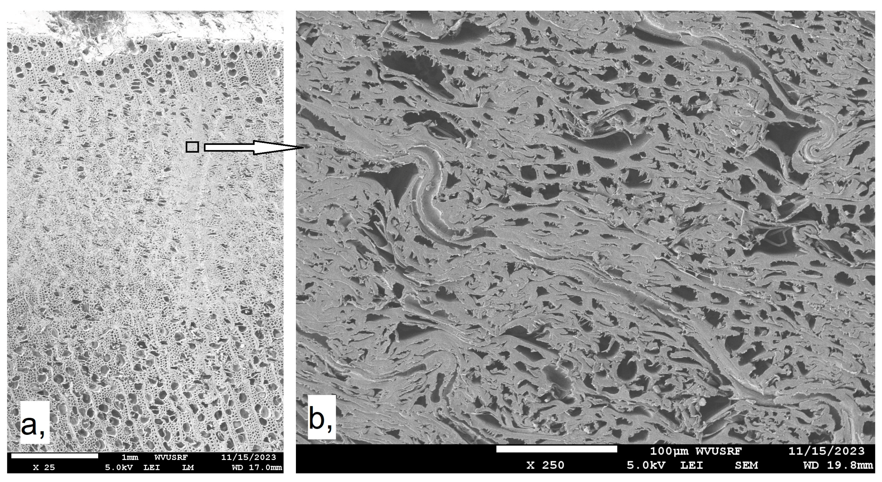 Forests 16 00323 g007