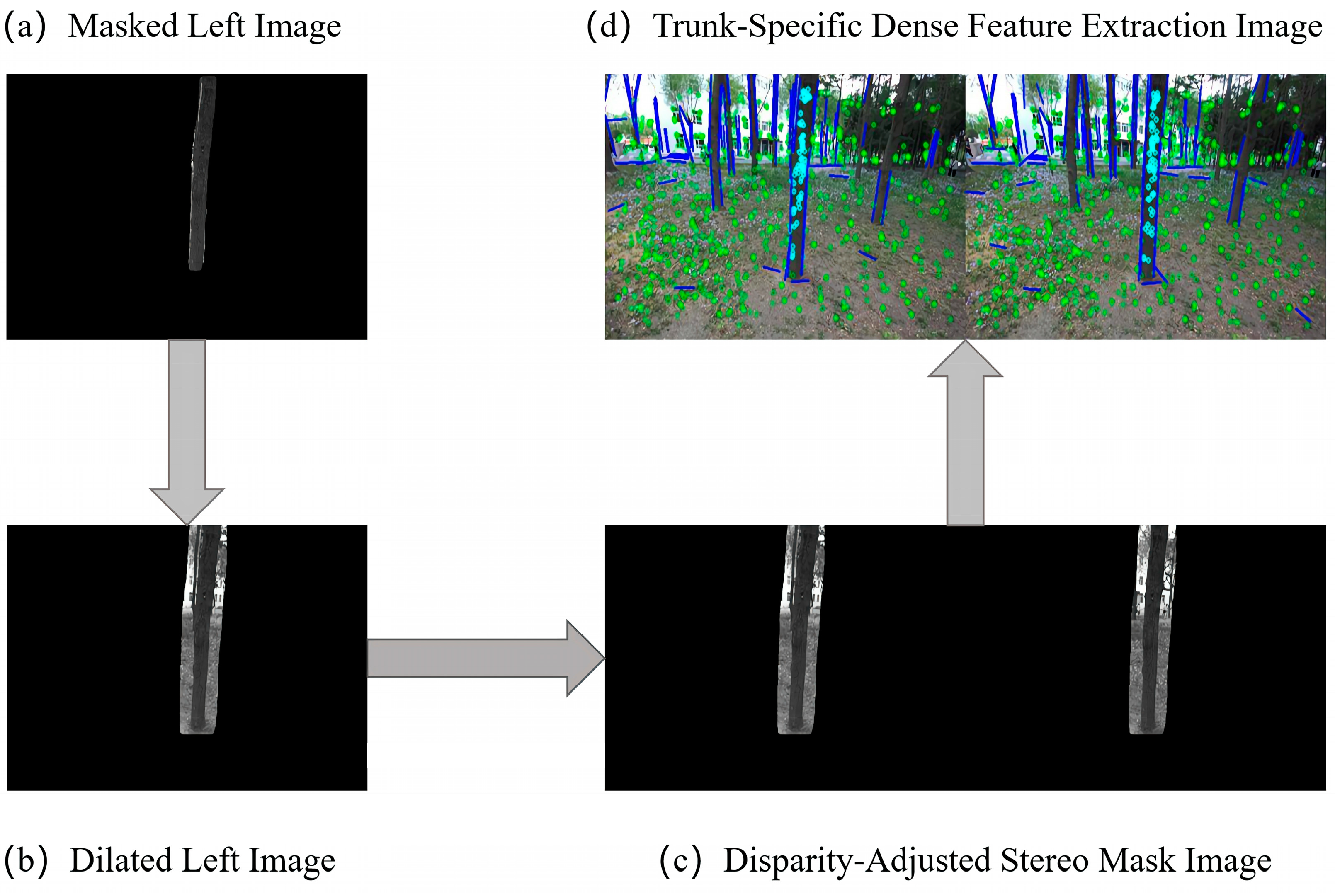 Forests 16 00335 g007
