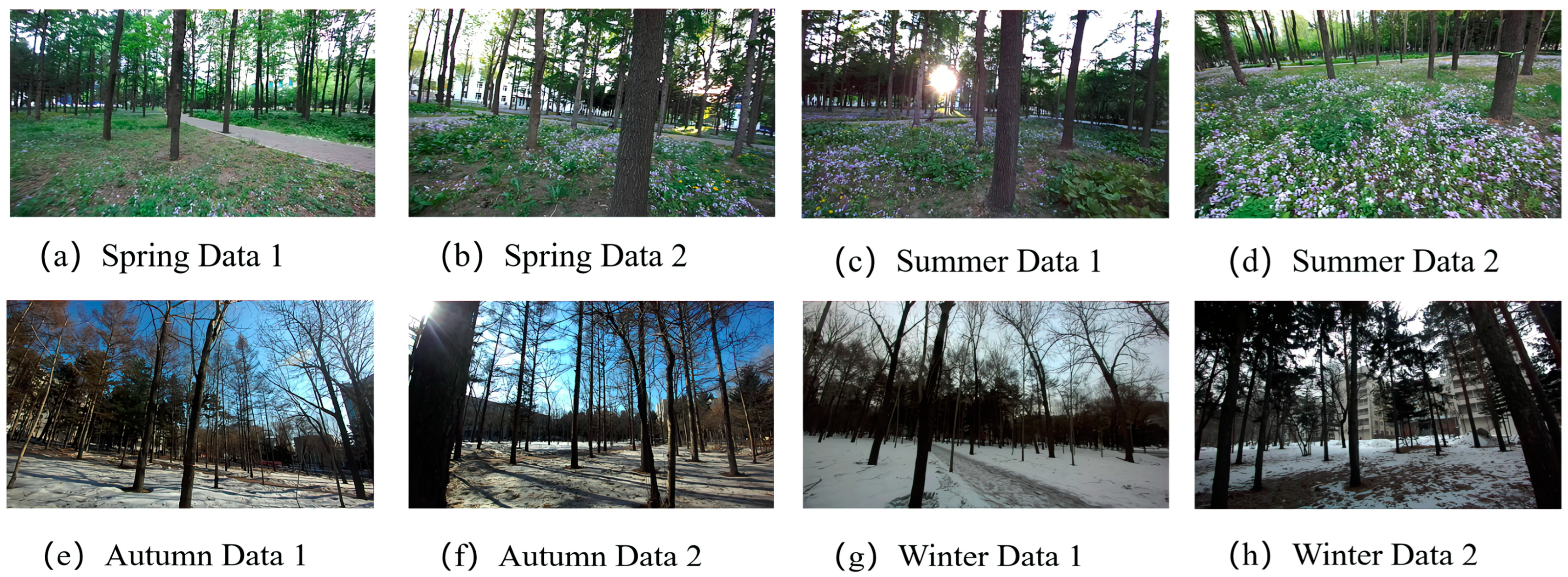 Forests 16 00335 g011