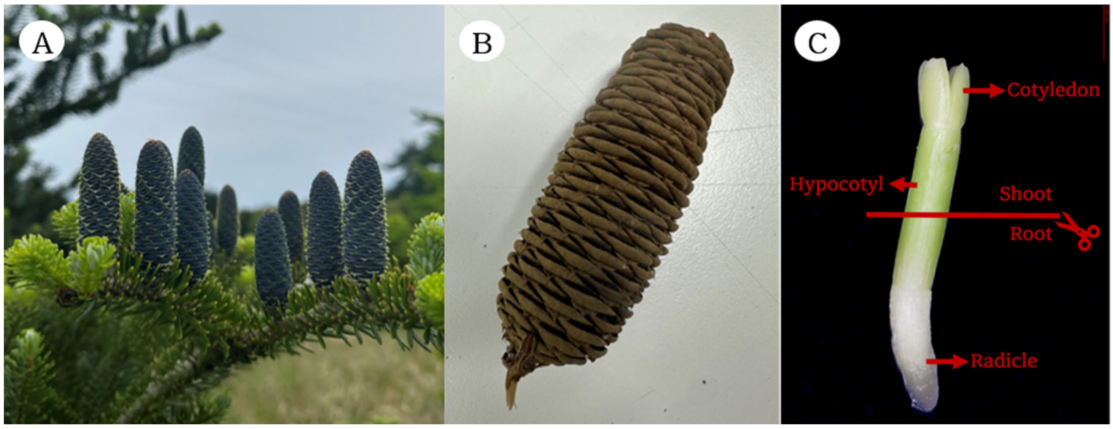 Forests 16 00337 g001