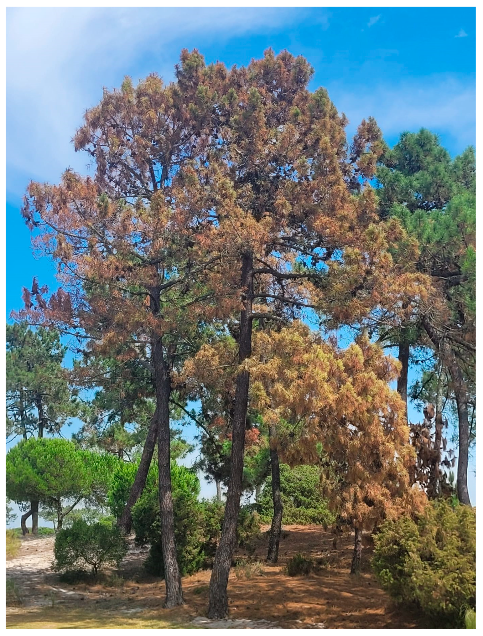 Forests 16 00339 g001