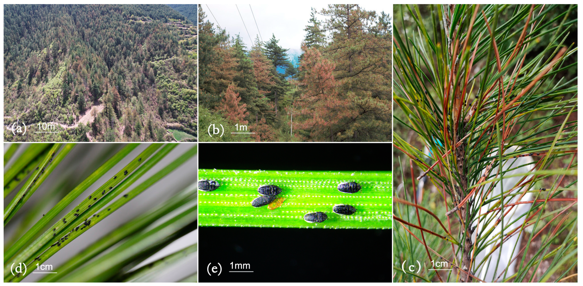 Forests 16 00349 g001