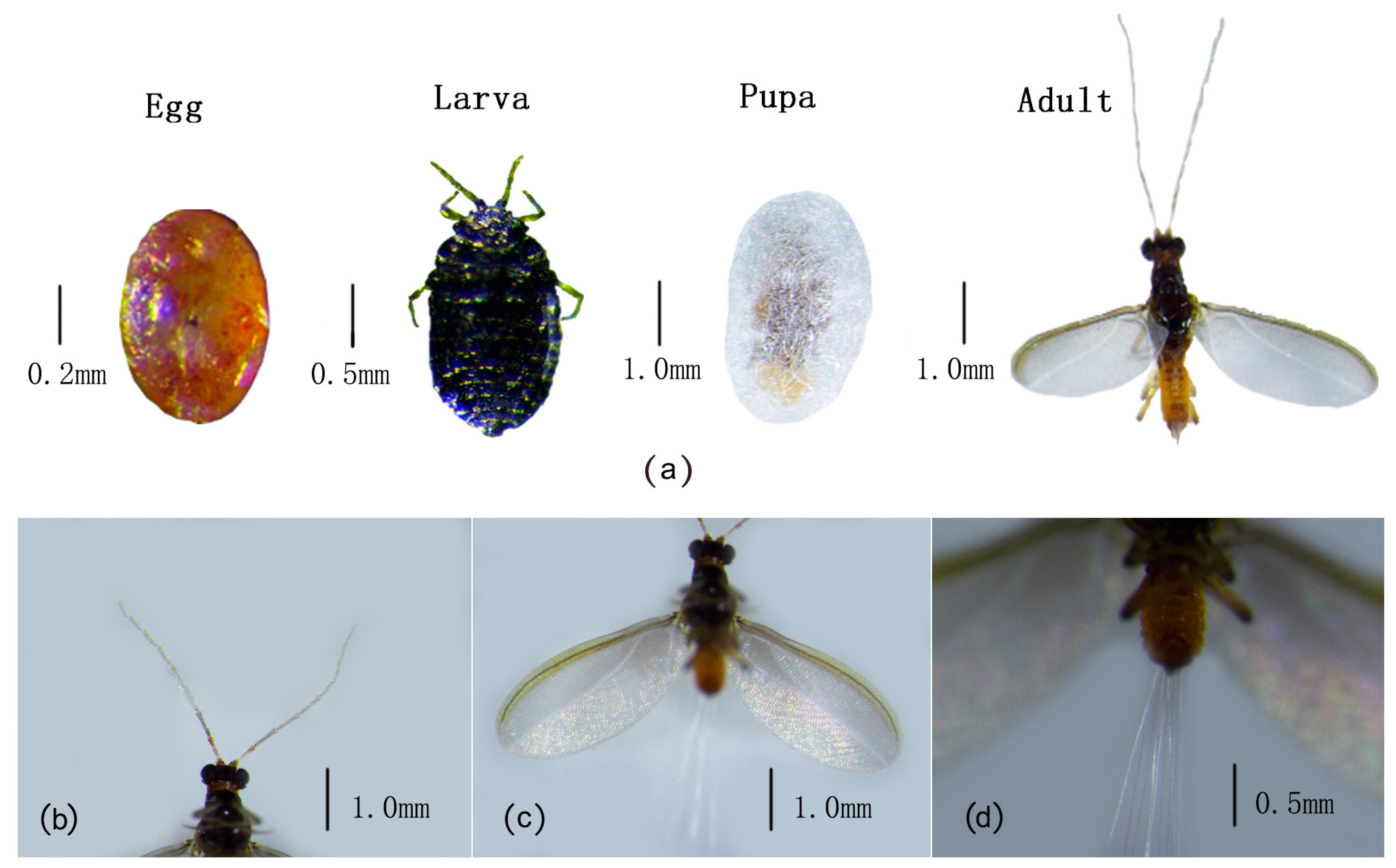 Forests 16 00349 g002