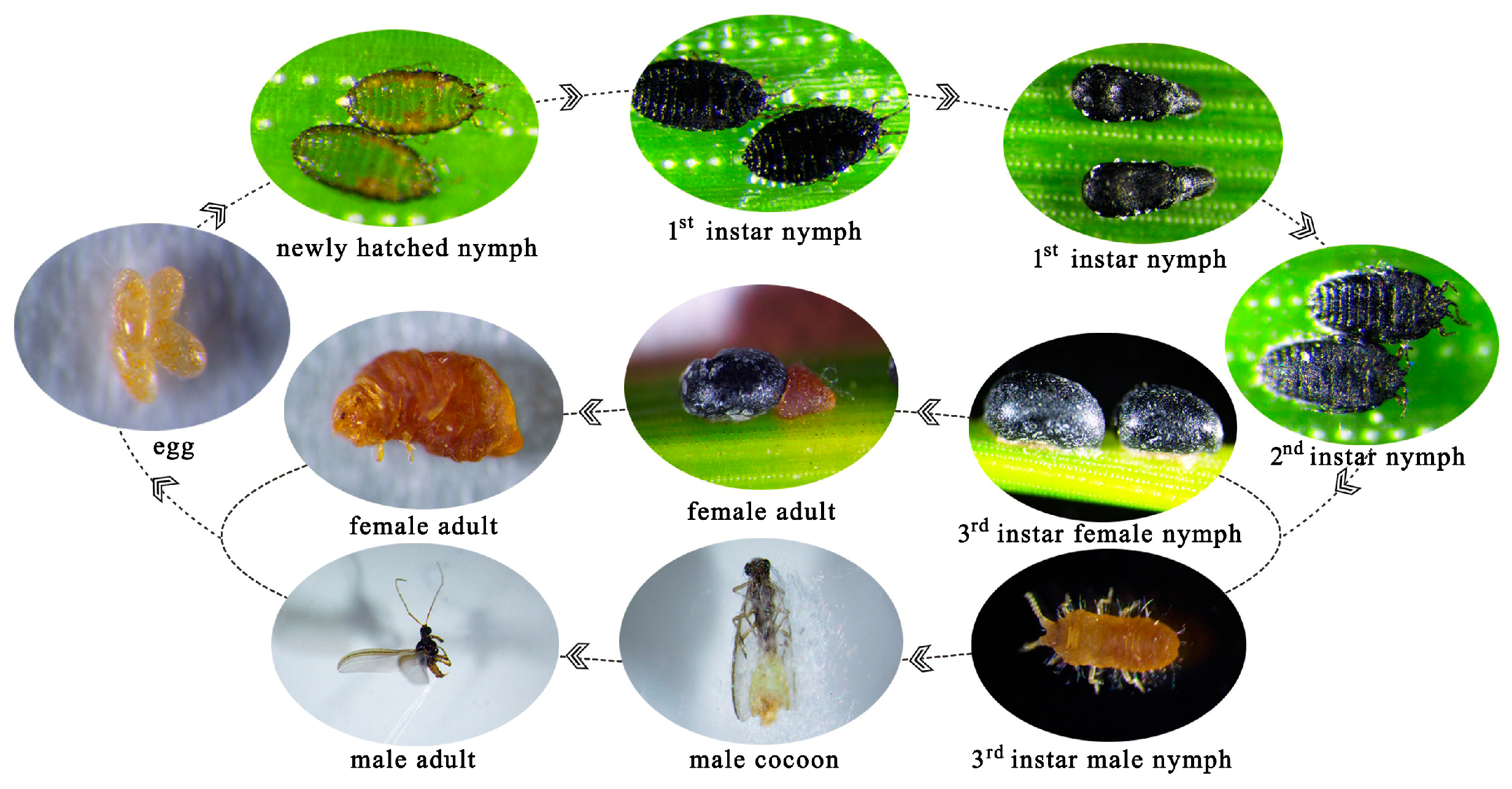 Forests 16 00349 g003