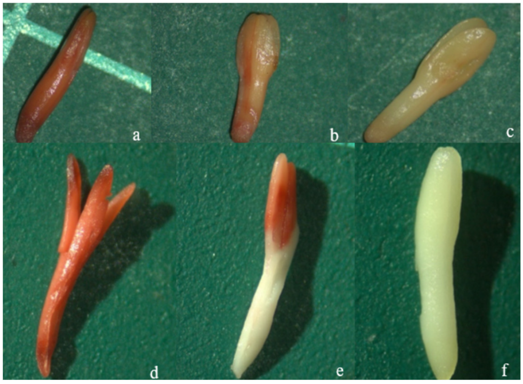 Forests 16 00352 g001