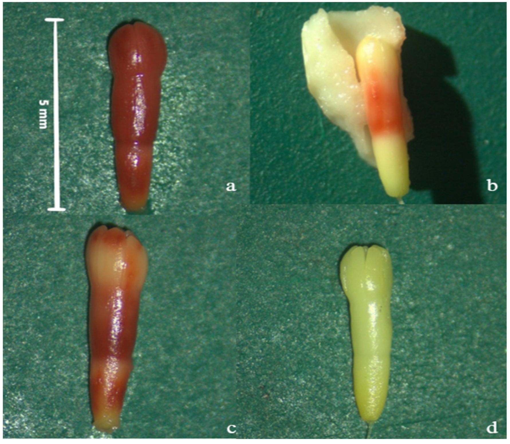 Forests 16 00352 g002