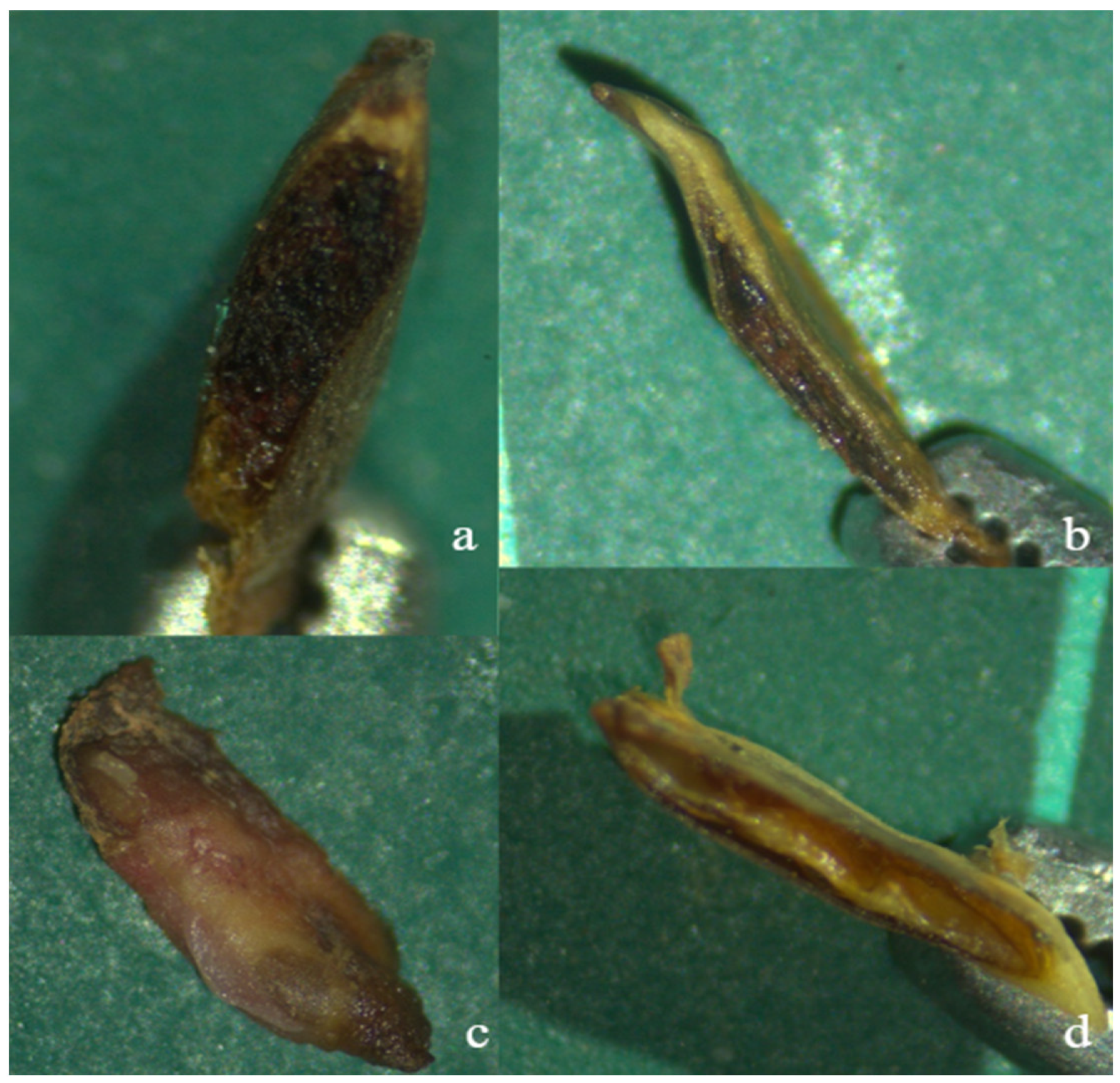 Forests 16 00352 g003