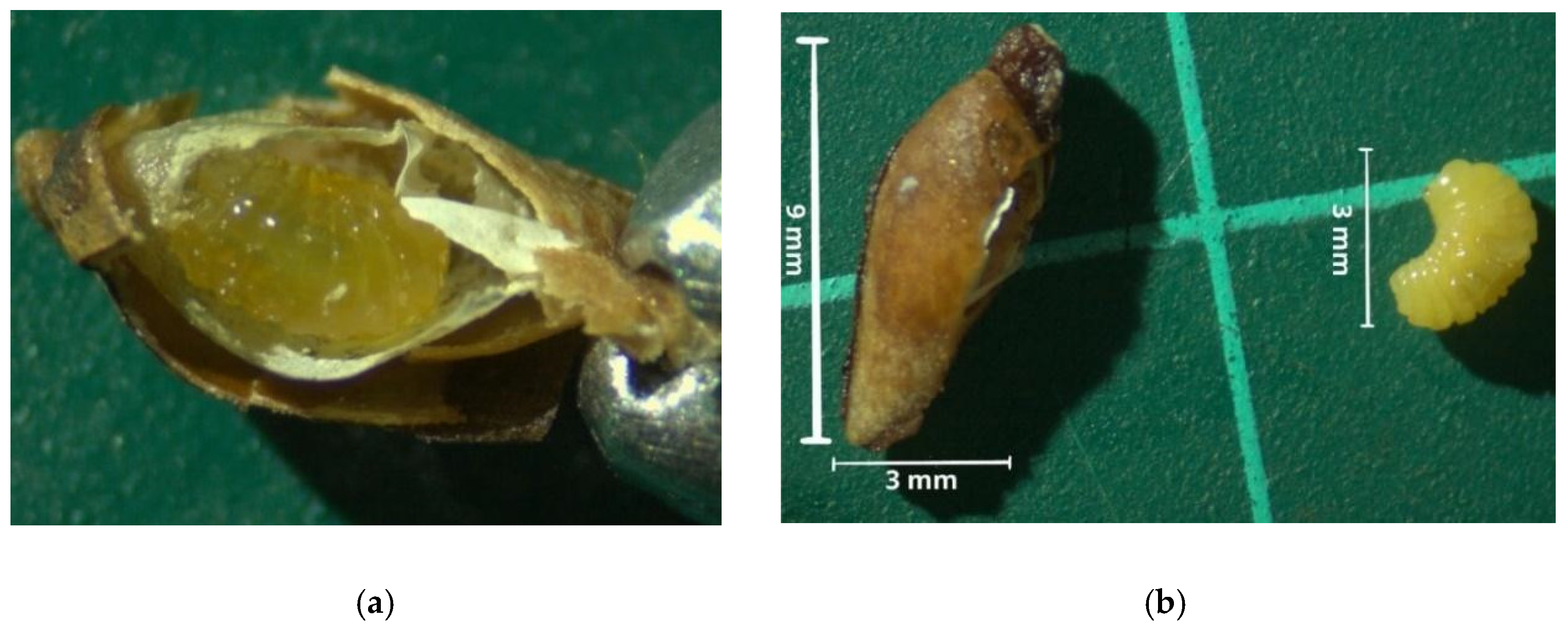 Forests 16 00352 g006