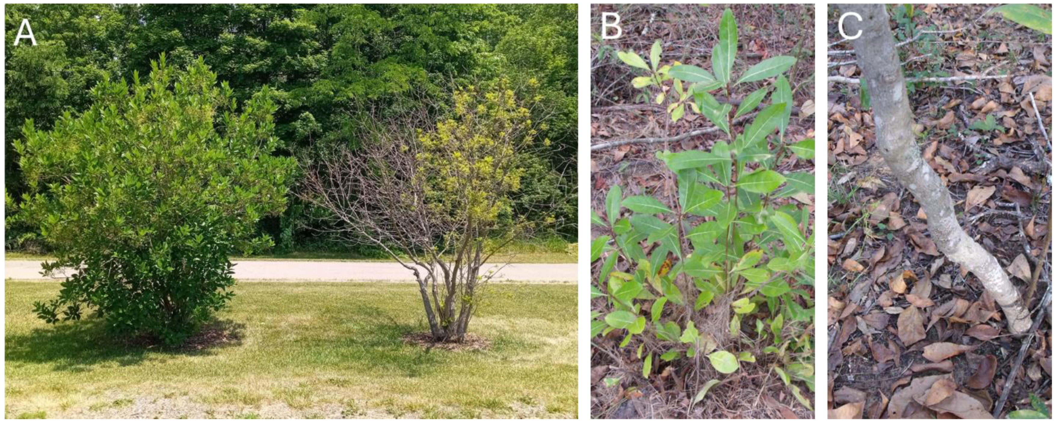 Forests 16 00357 g001