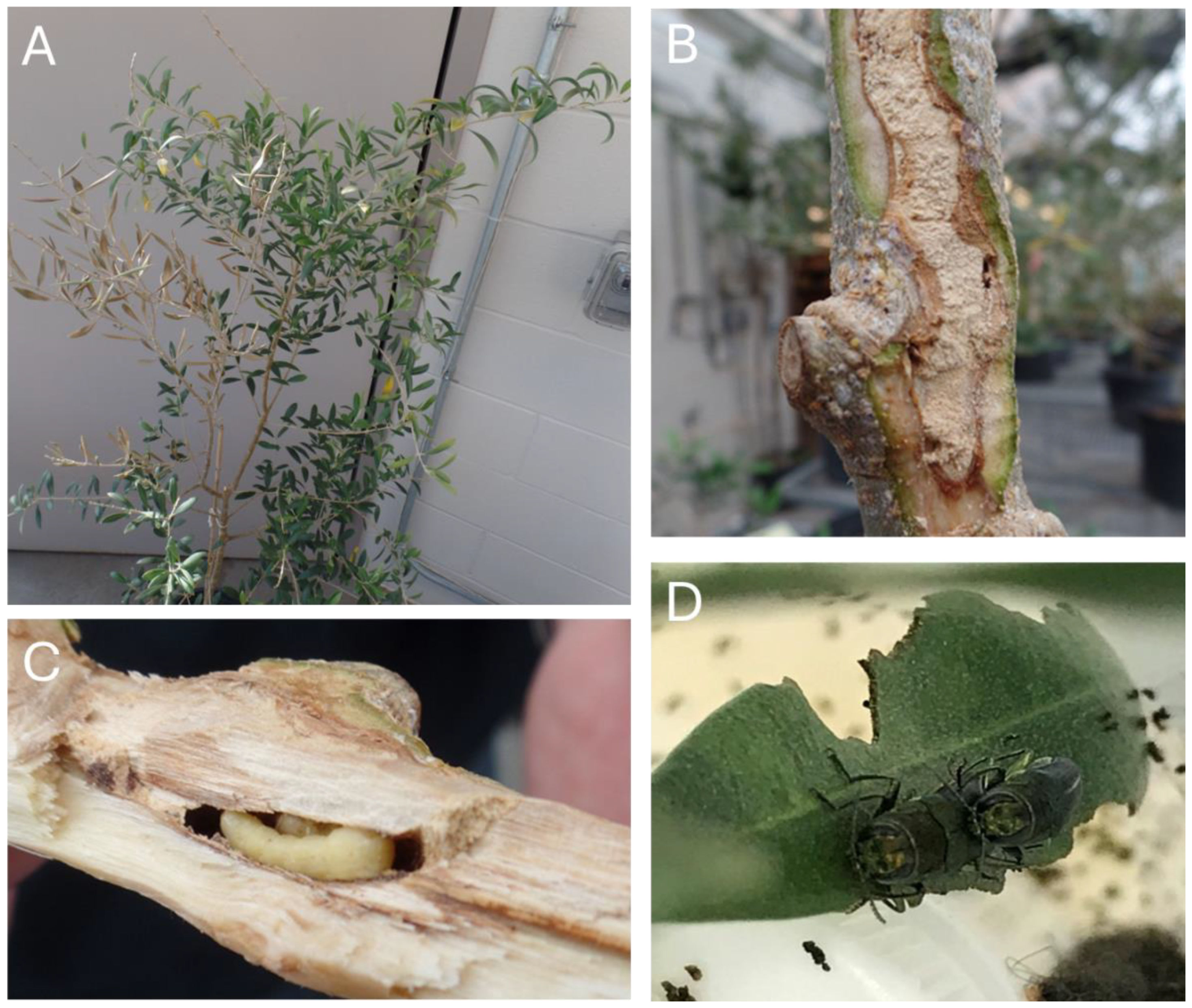 Forests 16 00357 g002