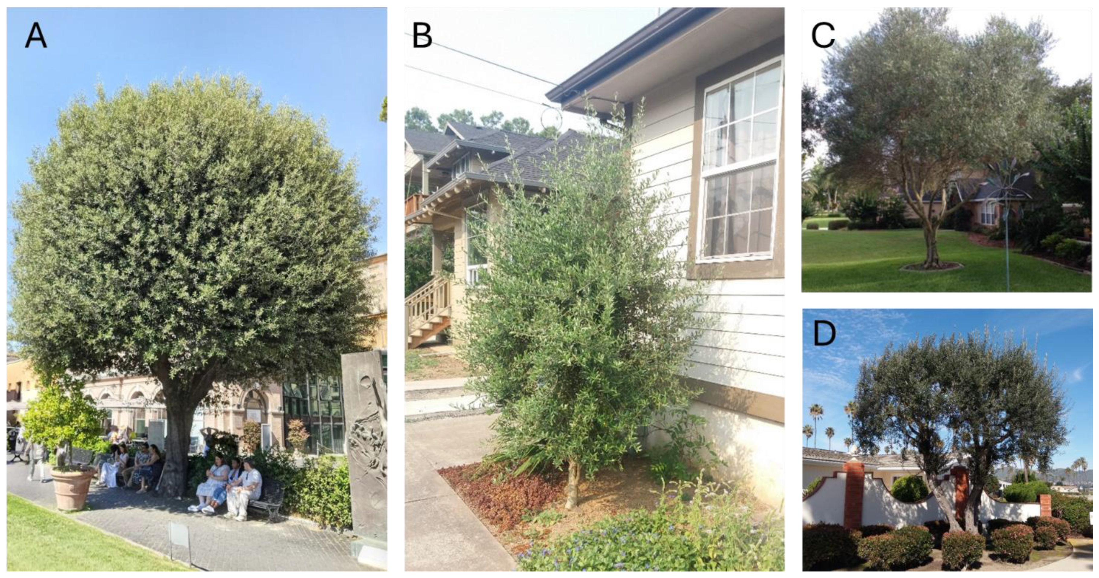 Forests 16 00357 g003