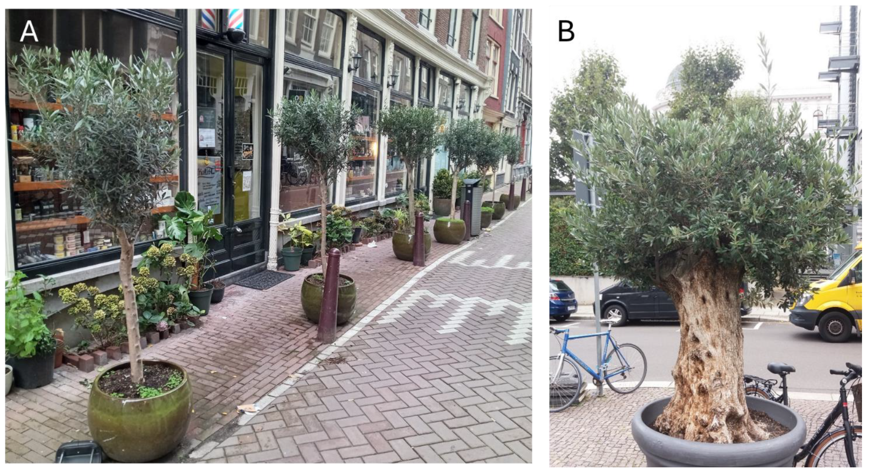 Forests 16 00357 g004