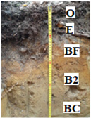 Forests 16 00365 i001