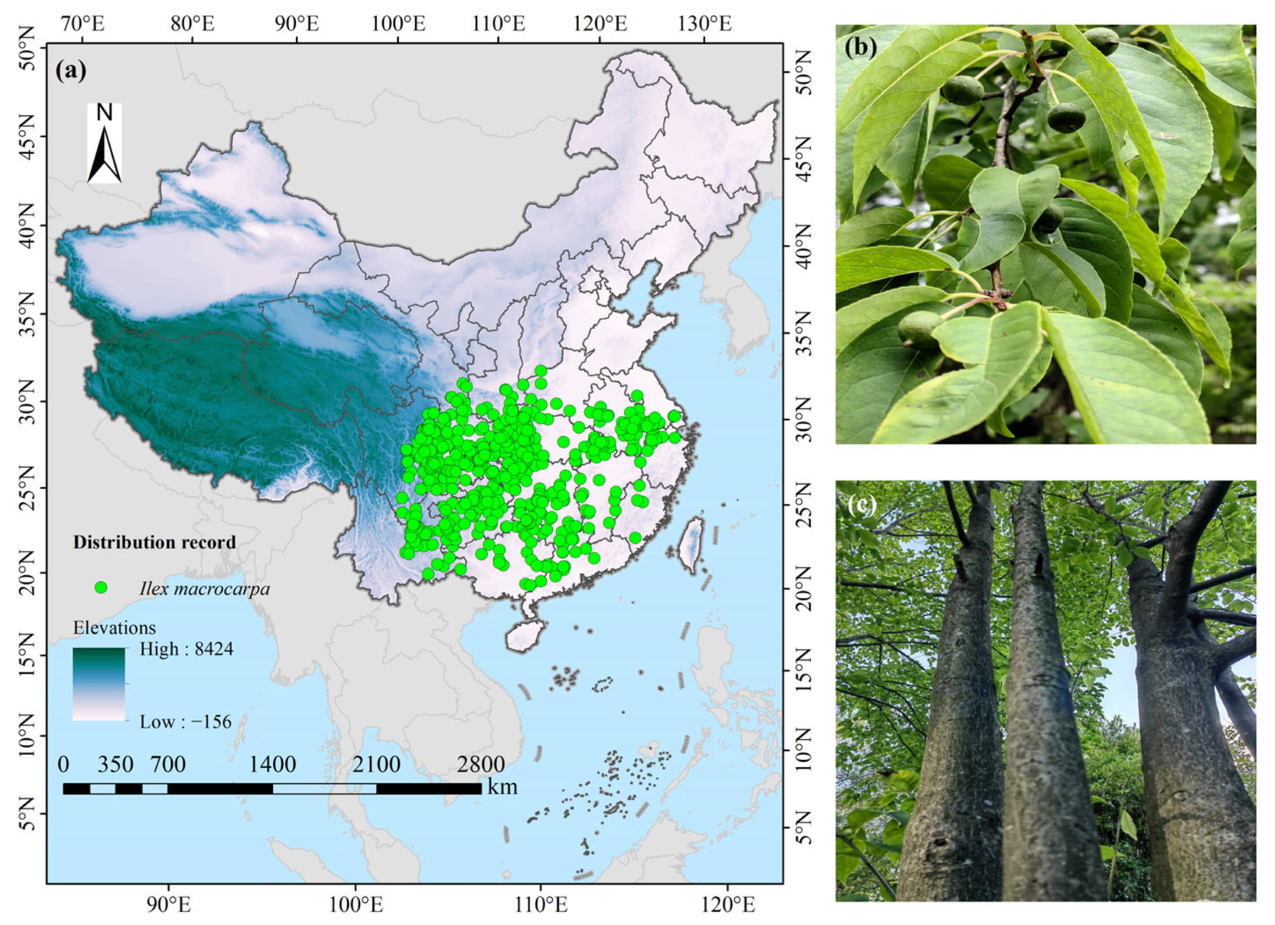 Forests 16 00370 g001