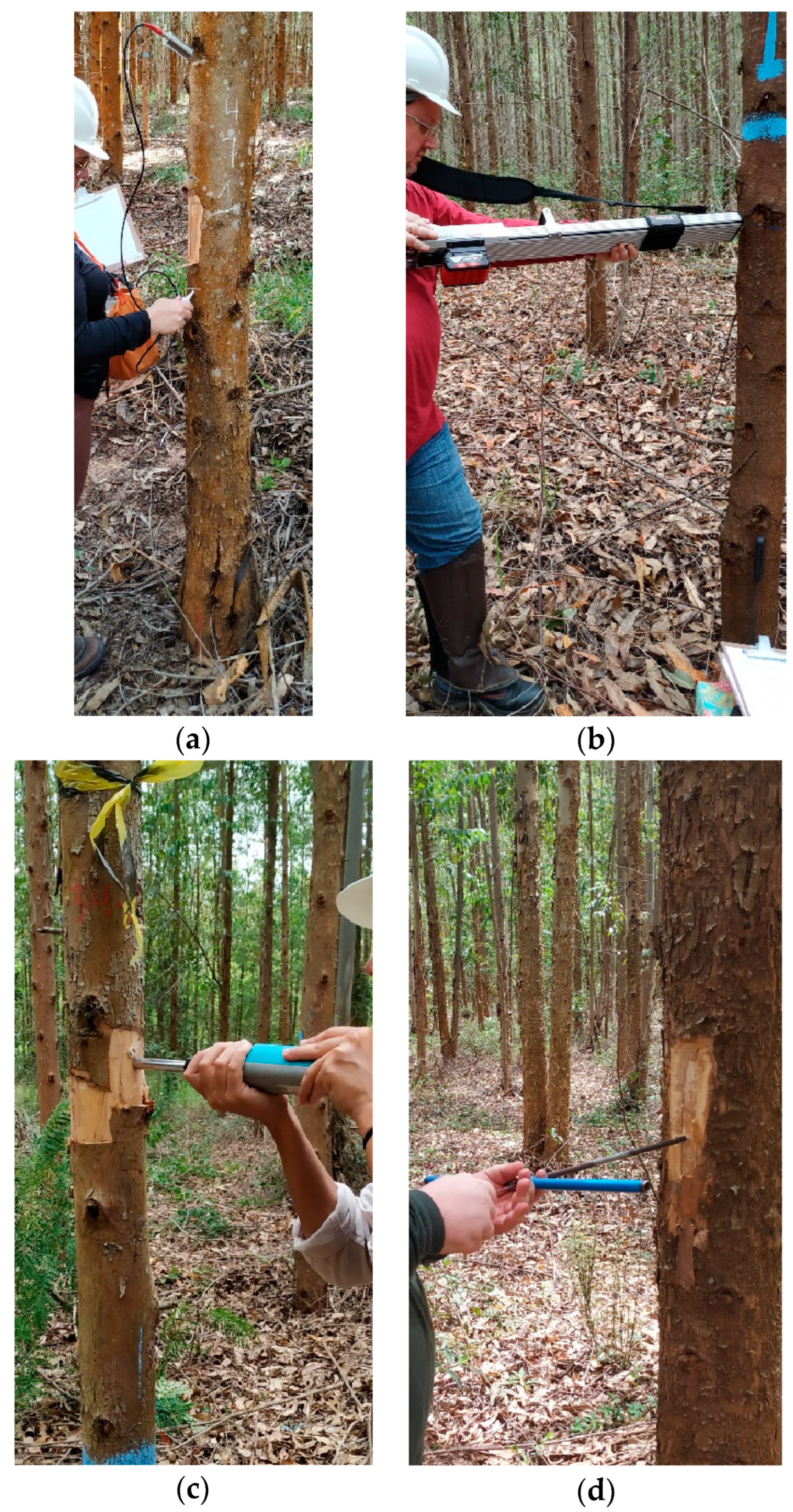 Forests 16 00376 g001 Forests 16 00376 g001