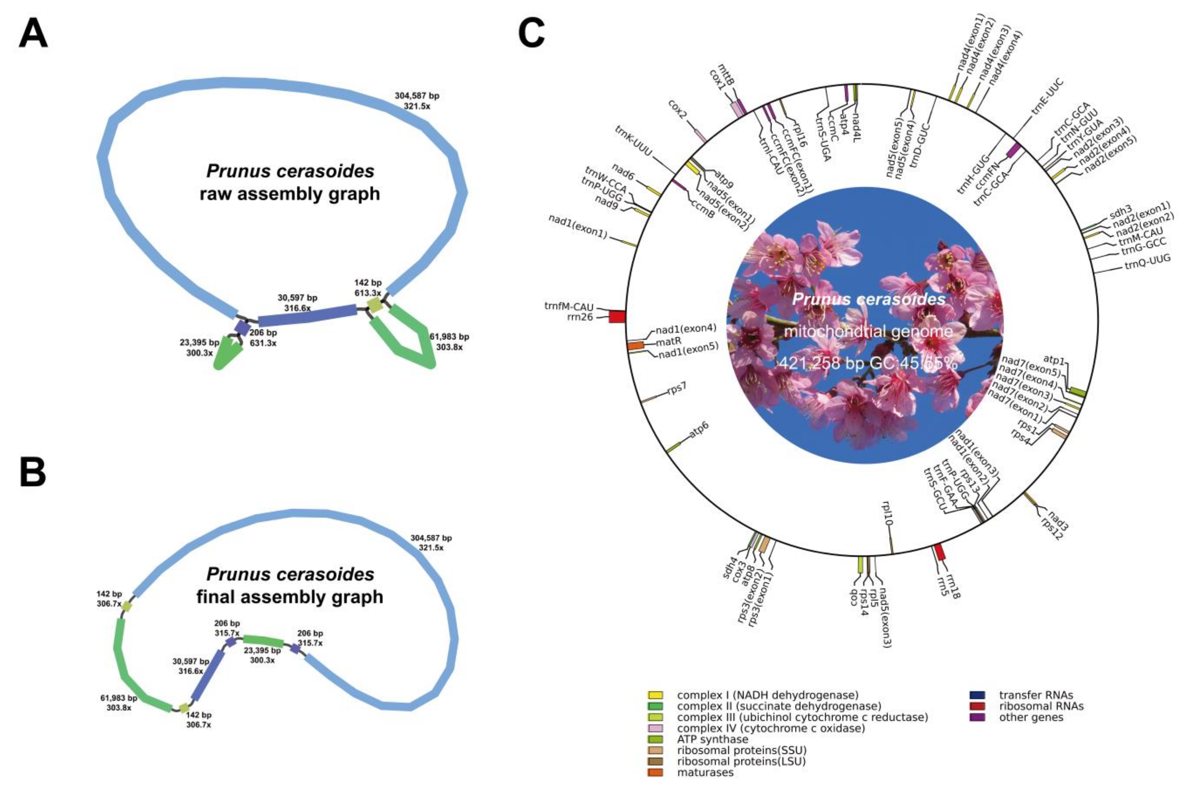 Forests 16 00385 g001