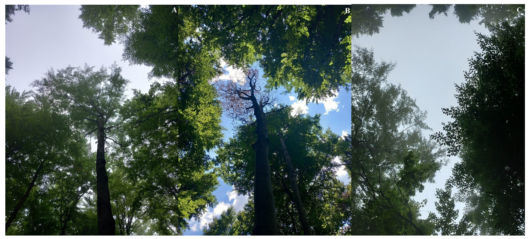 Forests 16 00405 g004