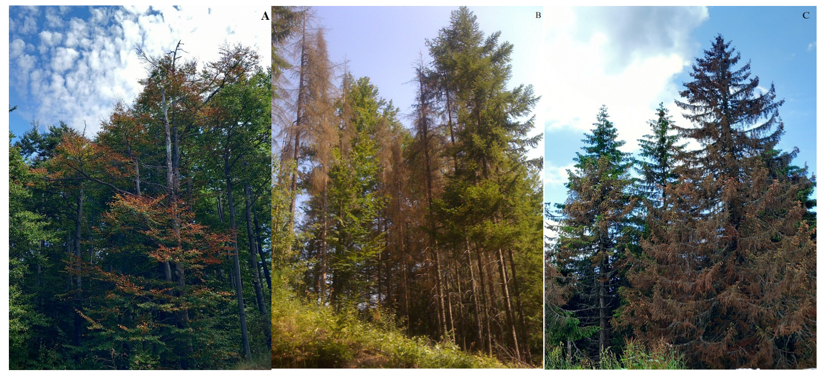 Forests 16 00405 g005