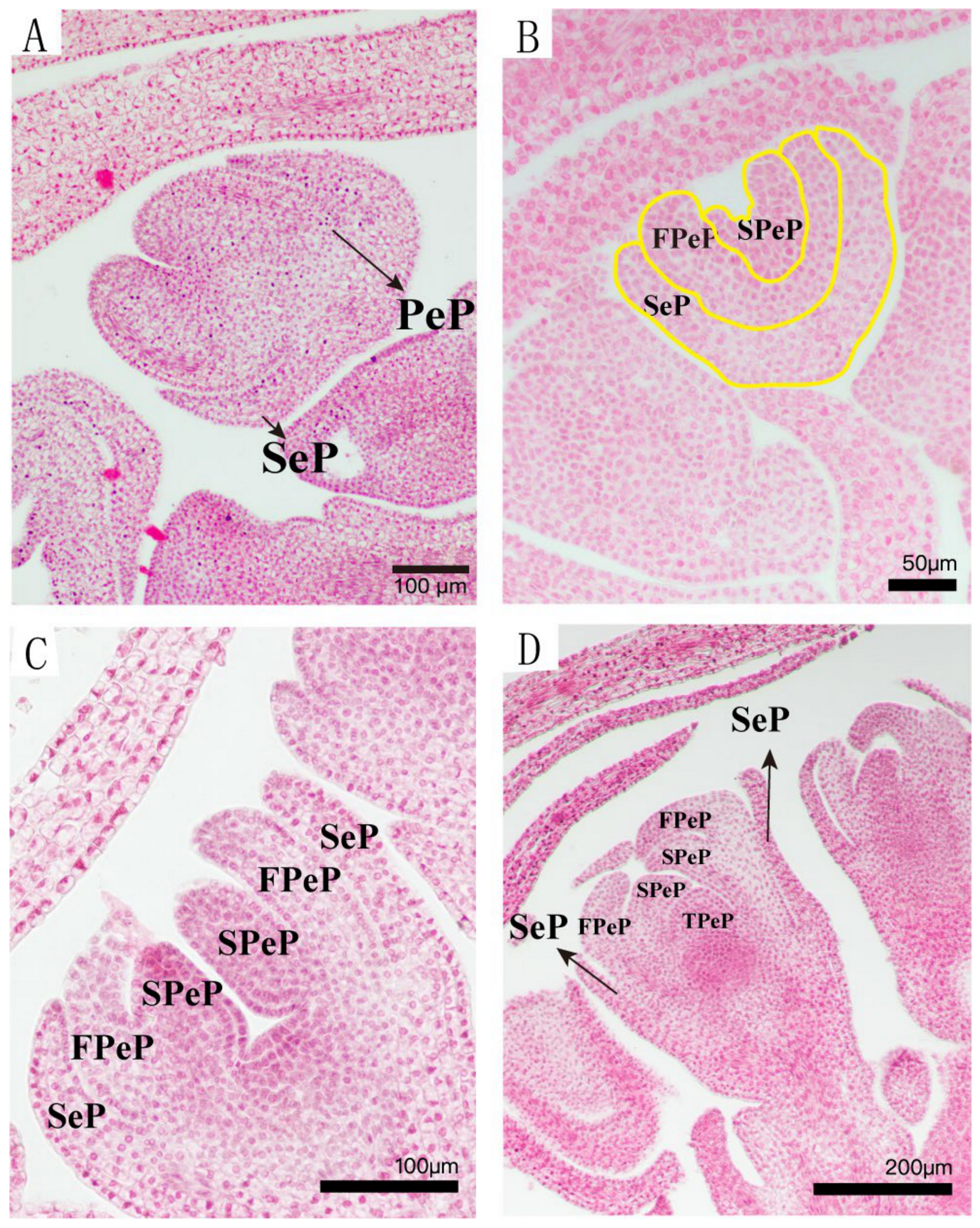 Forests 16 00409 g006