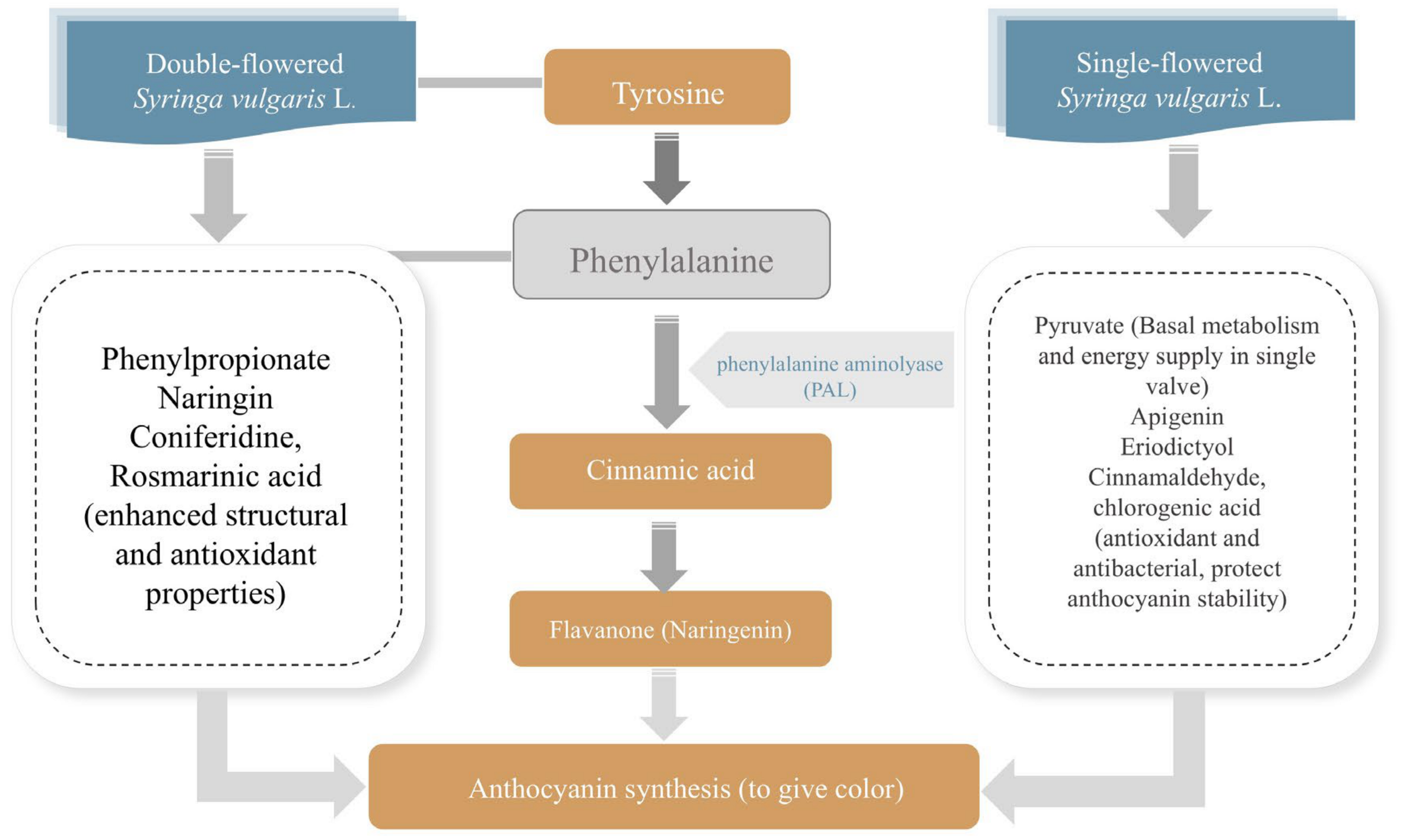 Forests 16 00409 g015