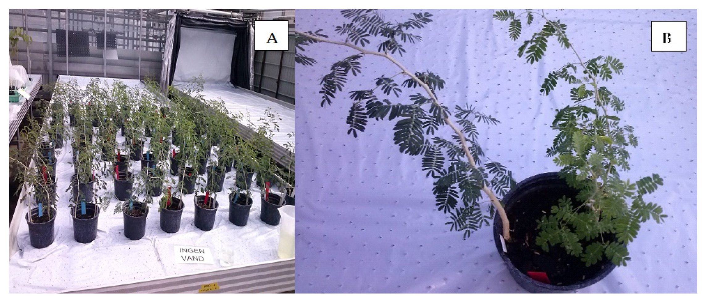 Forests 16 00412 g001