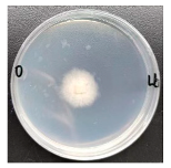 Forests 16 00413 i004