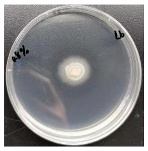 Forests 16 00413 i006