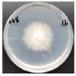 Forests 16 00413 i008