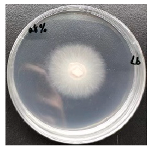 Forests 16 00413 i009