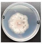 Forests 16 00413 i010