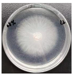 Forests 16 00413 i012