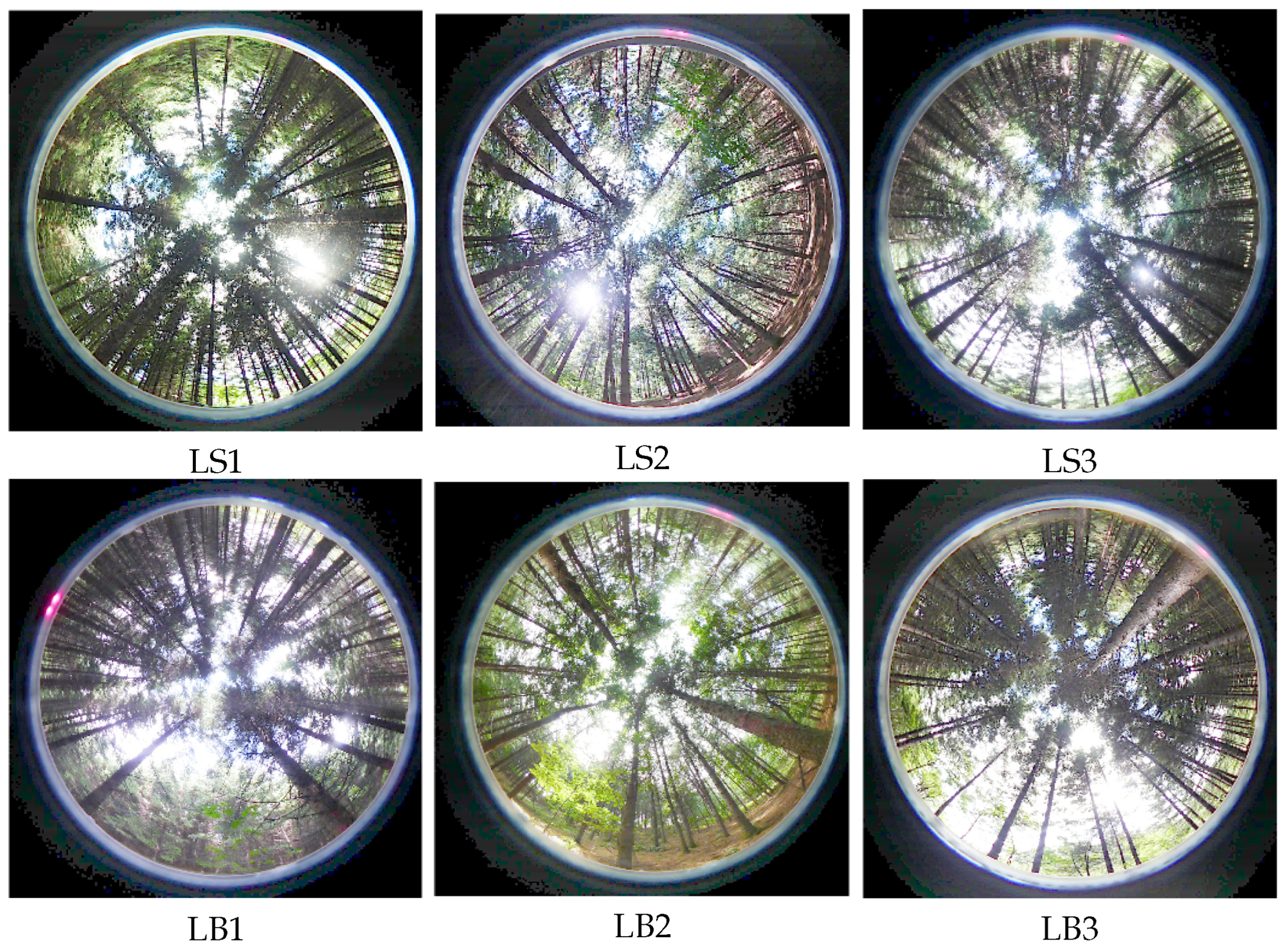 Forests 16 00419 g011