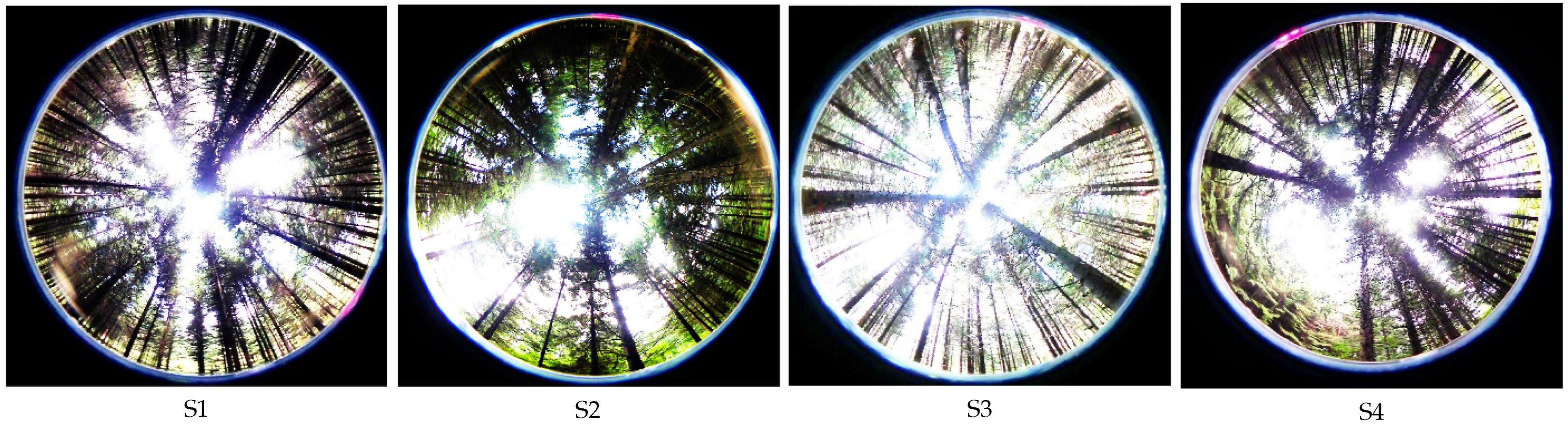 Forests 16 00419 g013