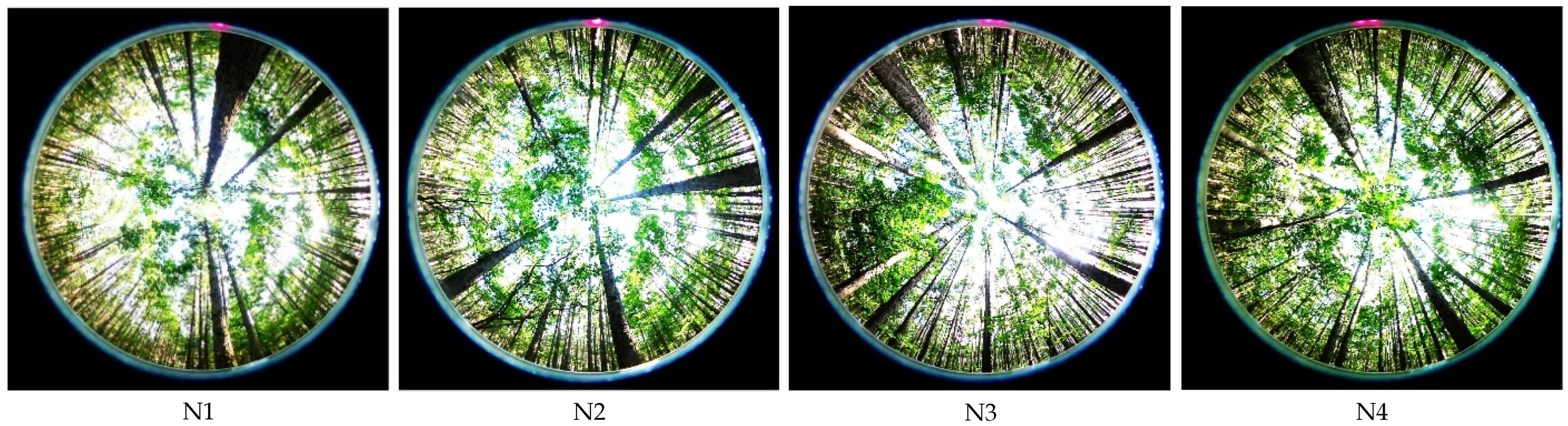 Forests 16 00419 g014