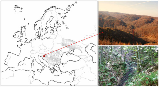 Forests 16 00438 g001