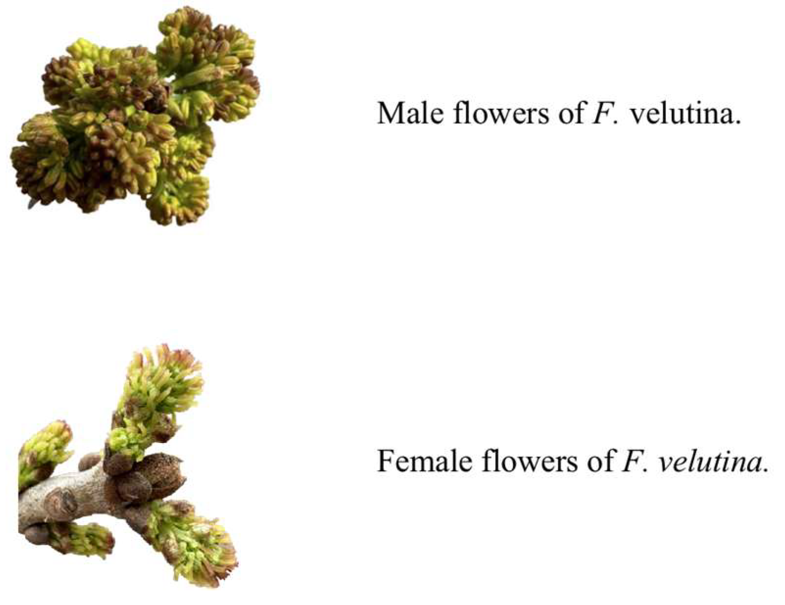 Forests 16 00458 g001