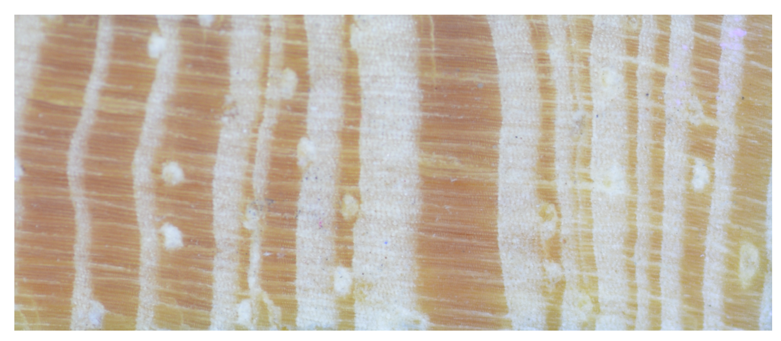 Forests 16 00476 g002 Forests 16 00476 g002