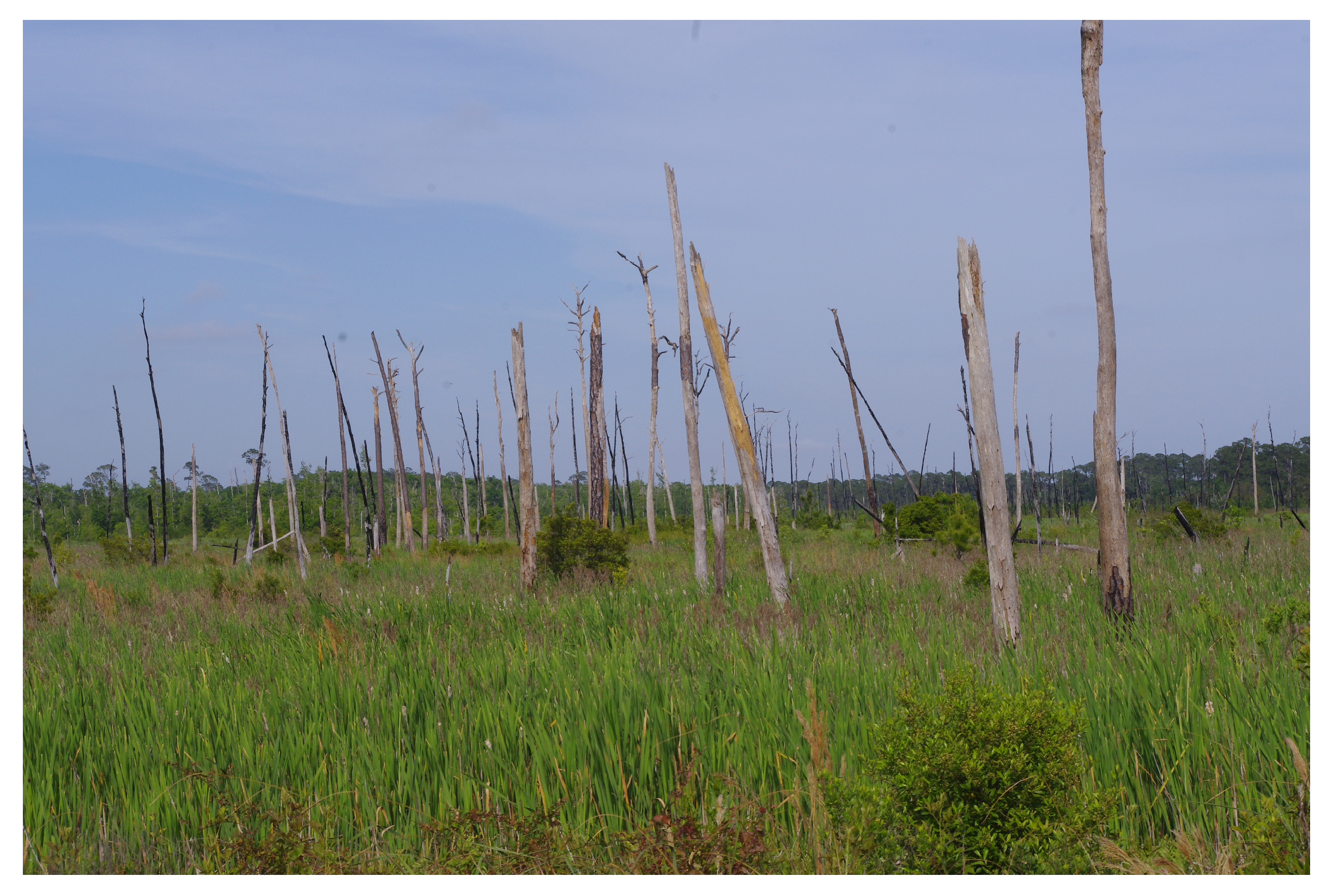 Forests 16 00476 g005 Forests 16 00476 g005