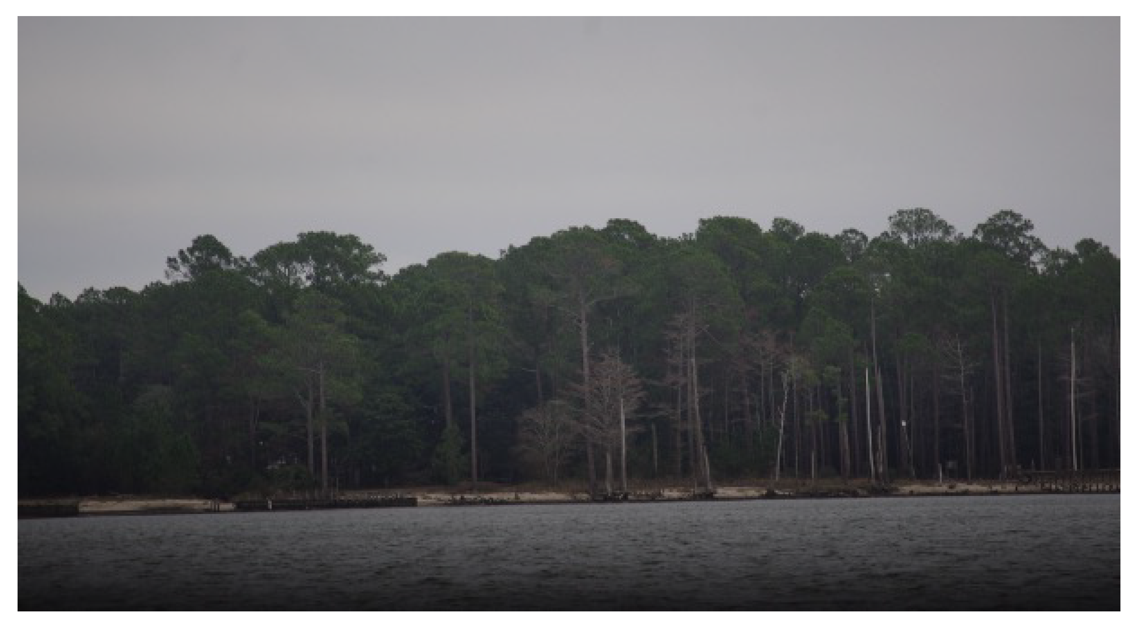 Forests 16 00476 g006 Forests 16 00476 g006