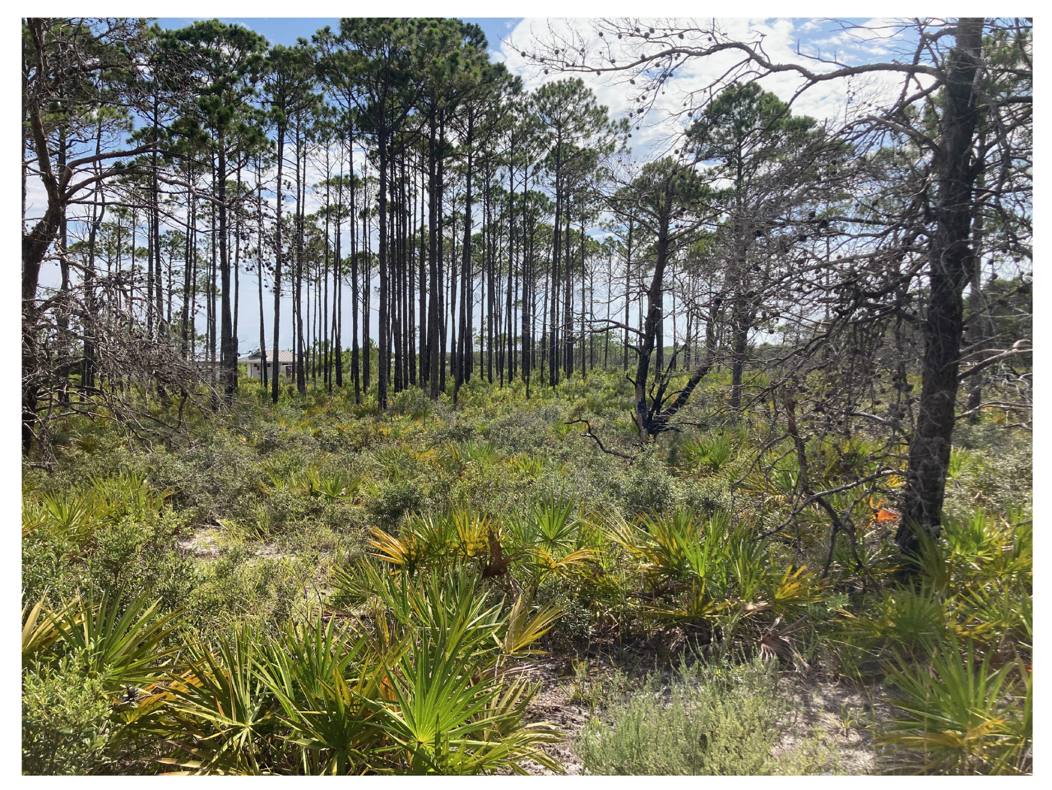 Forests 16 00476 g007 Forests 16 00476 g007