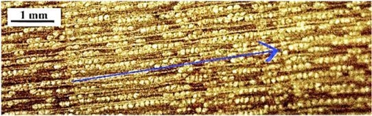 Forests 16 00542 i001