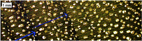 Forests 16 00542 i002