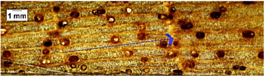 Forests 16 00542 i003