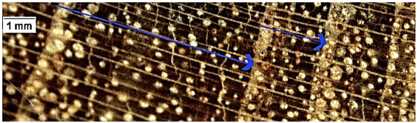 Forests 16 00542 i004