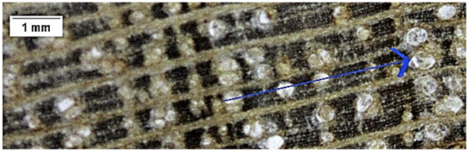 Forests 16 00542 i005