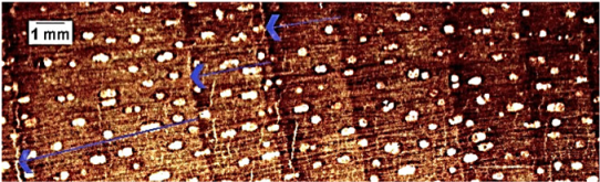 Forests 16 00542 i007