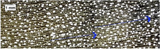 Forests 16 00542 i009