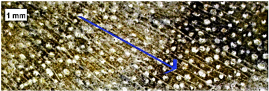 Forests 16 00542 i010